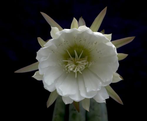 Cactus Flower