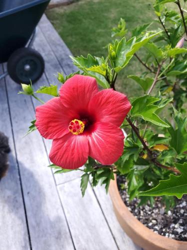 Hibiscus 01