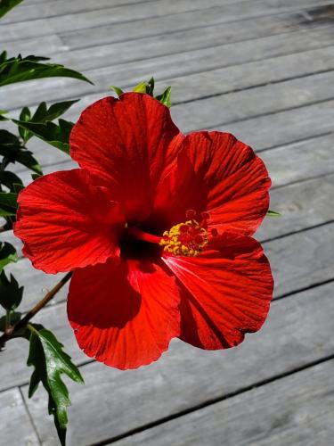 Hibiscus 02