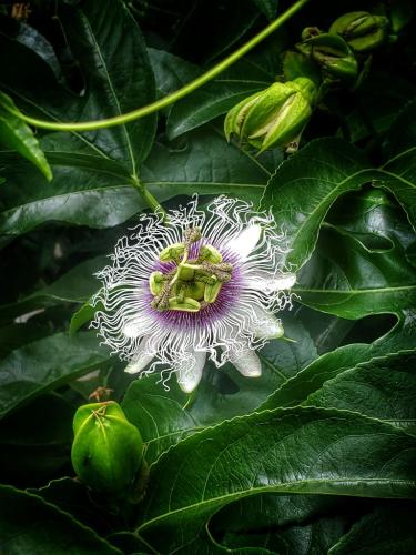 Passionfruit Flower 01