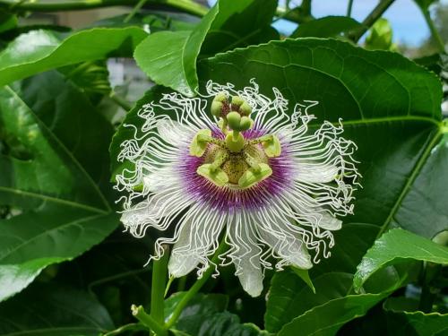 Passionfruit Flower 02