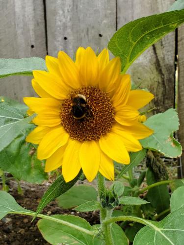 Sunflower 01