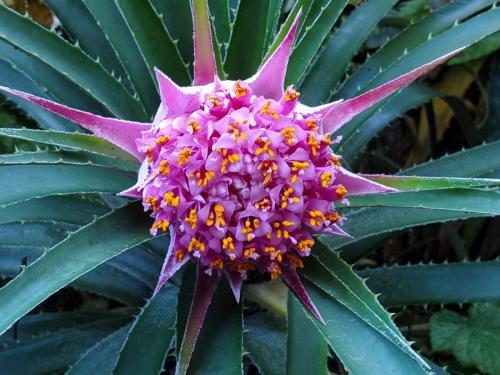 Ochagavia Carnea